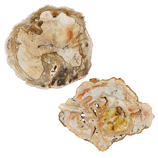 Scheibe versteinertes Holz, 15 - 20cm | Edelsteine, Heilsteine & Schmuck-Handel