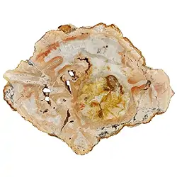 0518705006 Scheibe versteinertes Holz, 15 - 20cm | Edelsteine, Heilsteine & Schmuck-Handel