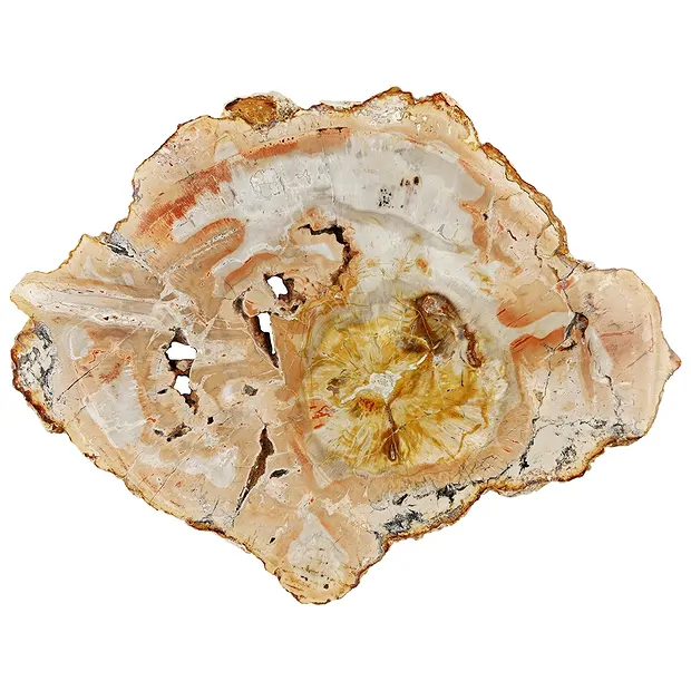 Scheibe versteinertes Holz, 15 - 20cm | Edelsteine, Heilsteine & Schmuck-Handel