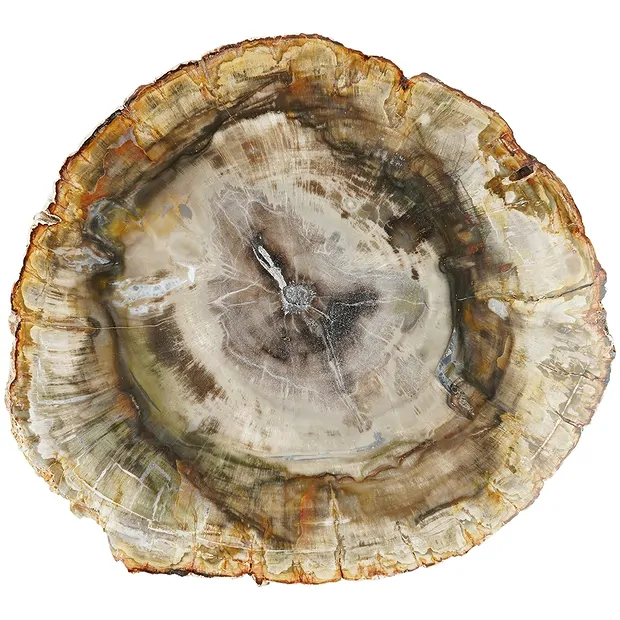 Scheibe versteinertes Holz, 20 - 22cm | Edelsteine, Heilsteine & Schmuck-Handel