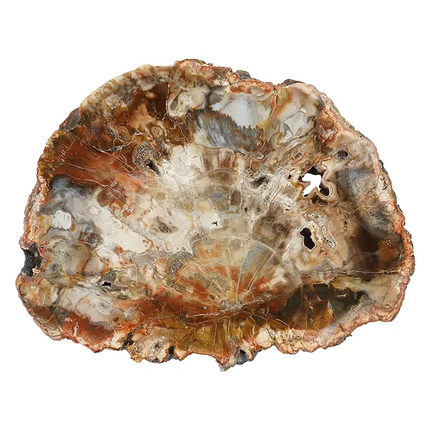 Petrified Wood slice, 20 - 22cm | wholesaler gems, healing stones & jewelry
