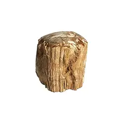 0518708002 Madera petrificada lijada, 07 - 10cm, con base | Marco Schreier