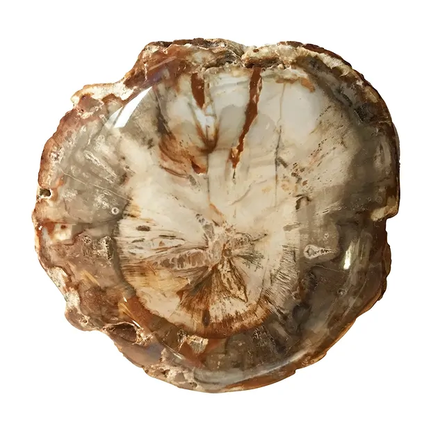 One side polished piece Petrified Wood, 10 - 15cm, with base | Marco Schreier