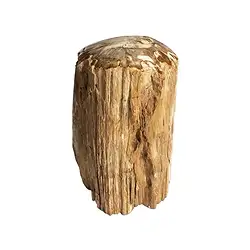 0518708003 Anschliff versteinertes Holz, 10 - 15cm, mit Standfläche | Marco Schreier