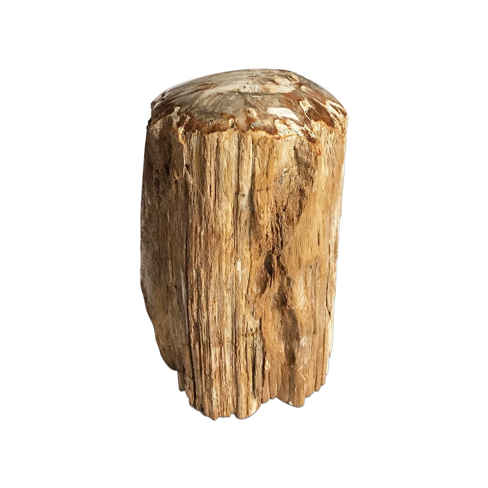 One side polished piece Petrified Wood, 10 - 15cm, with base | Marco Schreier