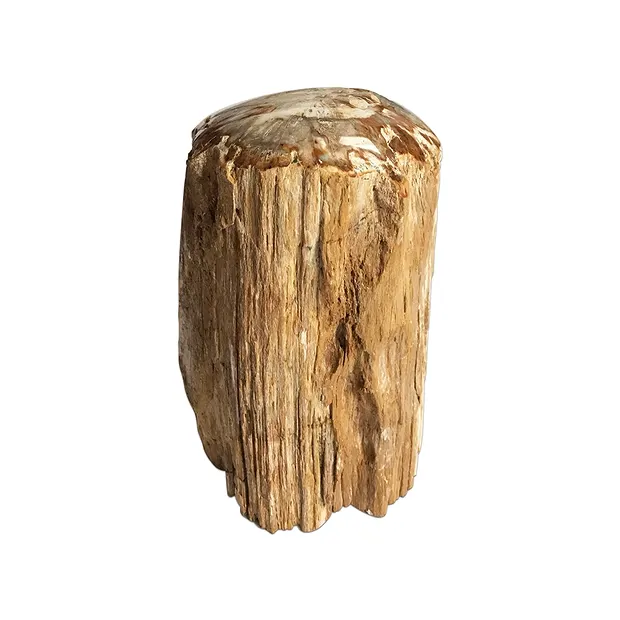 Madera petrificada lijada, 10 - 15cm, con base | Marco Schreier