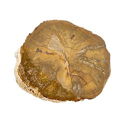 0518708004 aktuell: versteinertes Holz, 5cm | Großhändler Edelsteine, Heilsteine & Schmuck