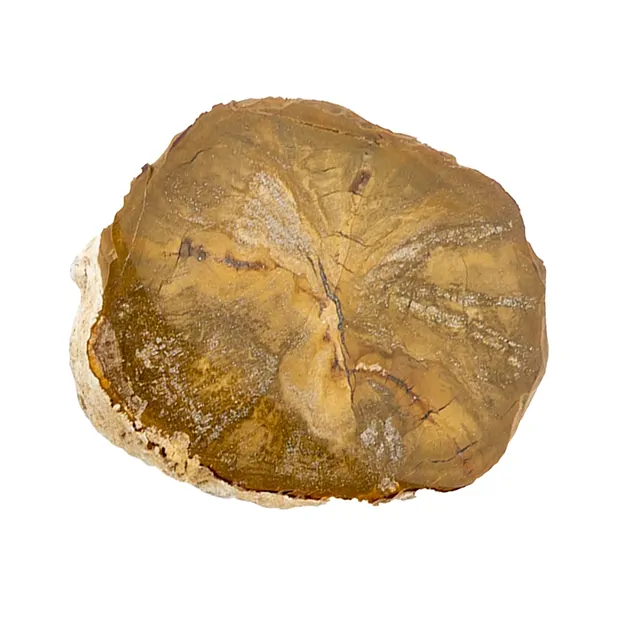 aktuell: versteinertes Holz, 5cm | Großhändler Edelsteine, Heilsteine & Schmuck