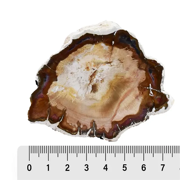 Anschliffe versteinertes Holz, 06 - 09cm (12 St./VE) | Marco Schreier