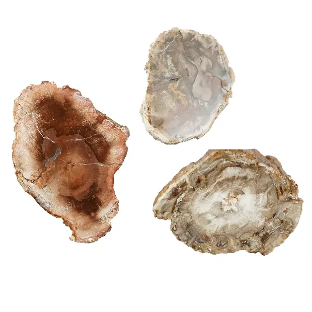 One side polished pieces Petrified Wood, 06 - 09cm (12 pcs./ PU) | Marco Schreier