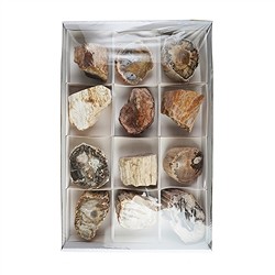 0518708012 Madera petrificada lijada, 06 - 09cm (12 unid./VE) | Marco Schreier