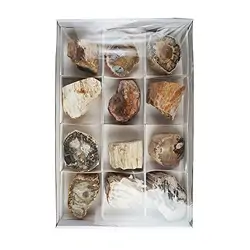 0518708012 Foresta fossile taglata, 06 - 09cm (12 pz./ UC) | Marco Schreier