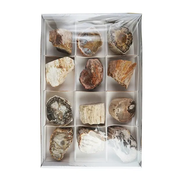 One side polished pieces Petrified Wood, 06 - 09cm (12 pcs./ PU) | Marco Schreier