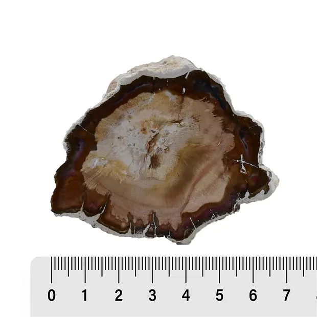 Anschliffe versteinertes Holz, 05 - 07cm (24 St./VE) | Marco Schreier