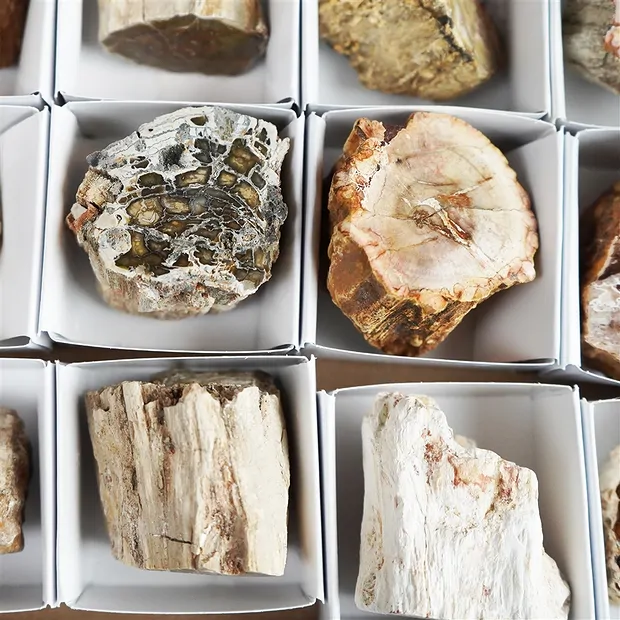 One side polished pieces Petrified Wood, 05 - 07cm (24 pcs./ PU) | Marco Schreier