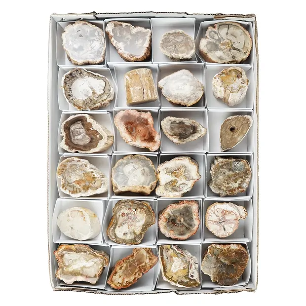 Foresta fossile taglata, 05 - 07 cm (24 pz./ UC) | Marco Schreier