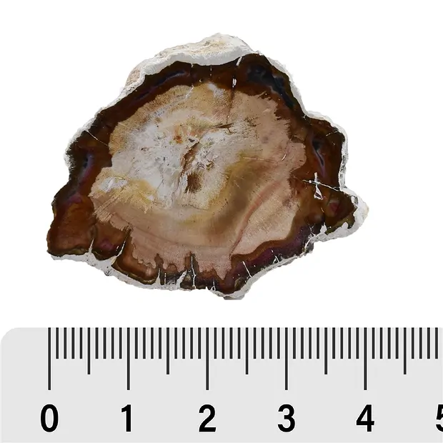 One side polished pieces Petrified Wood, 03 - 04,5cm (35 pcs./ PU) | Marco Schreier