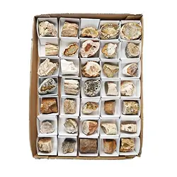 0518708035 One side polished pieces Petrified Wood, 03 - 04,5cm (35 pcs./ PU) | Marco Schreier