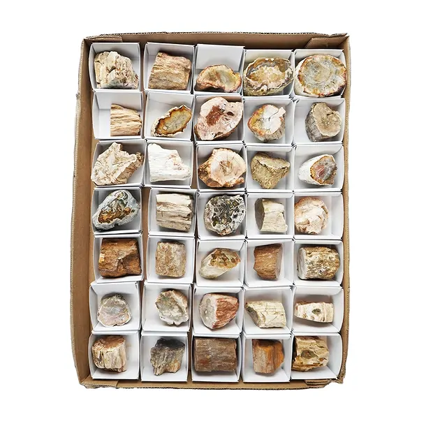One side polished pieces Petrified Wood, 03 - 04,5cm (35 pcs./ PU) | Marco Schreier