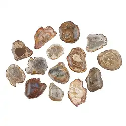 0518727801 Scheiben versteinertes Holz, 2,3 - 4,0cm (100g/VE) | Marco Schreier