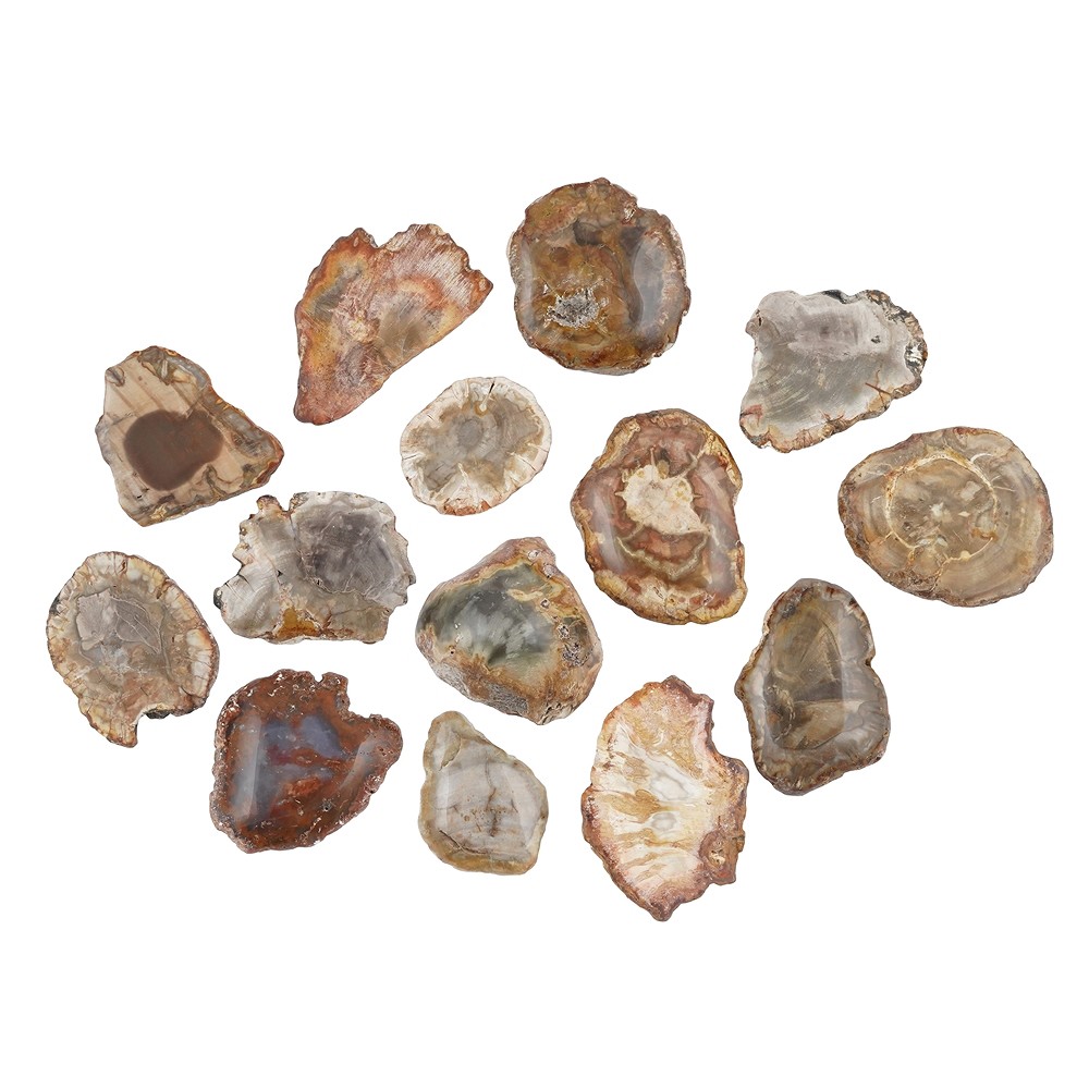 Disques Bois silicofié, 2,3 - 4,0cm (100g/UC) | Marco Schreier