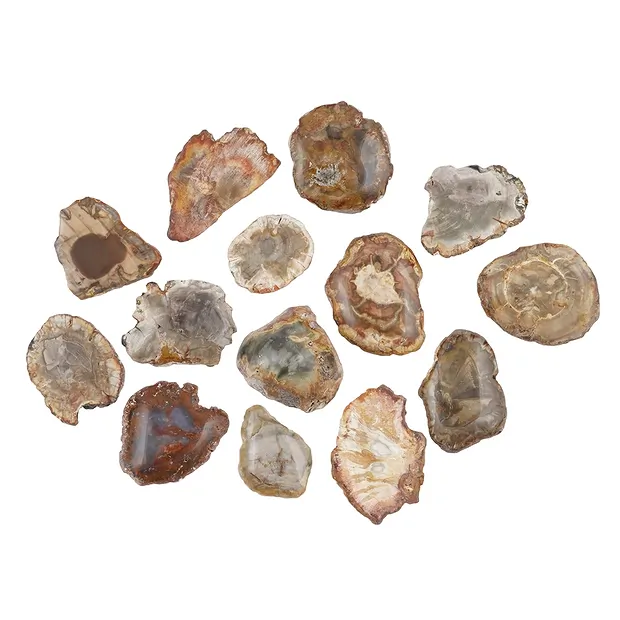 Scheiben versteinertes Holz, 2,3 - 4,0cm (100g/VE) | Marco Schreier