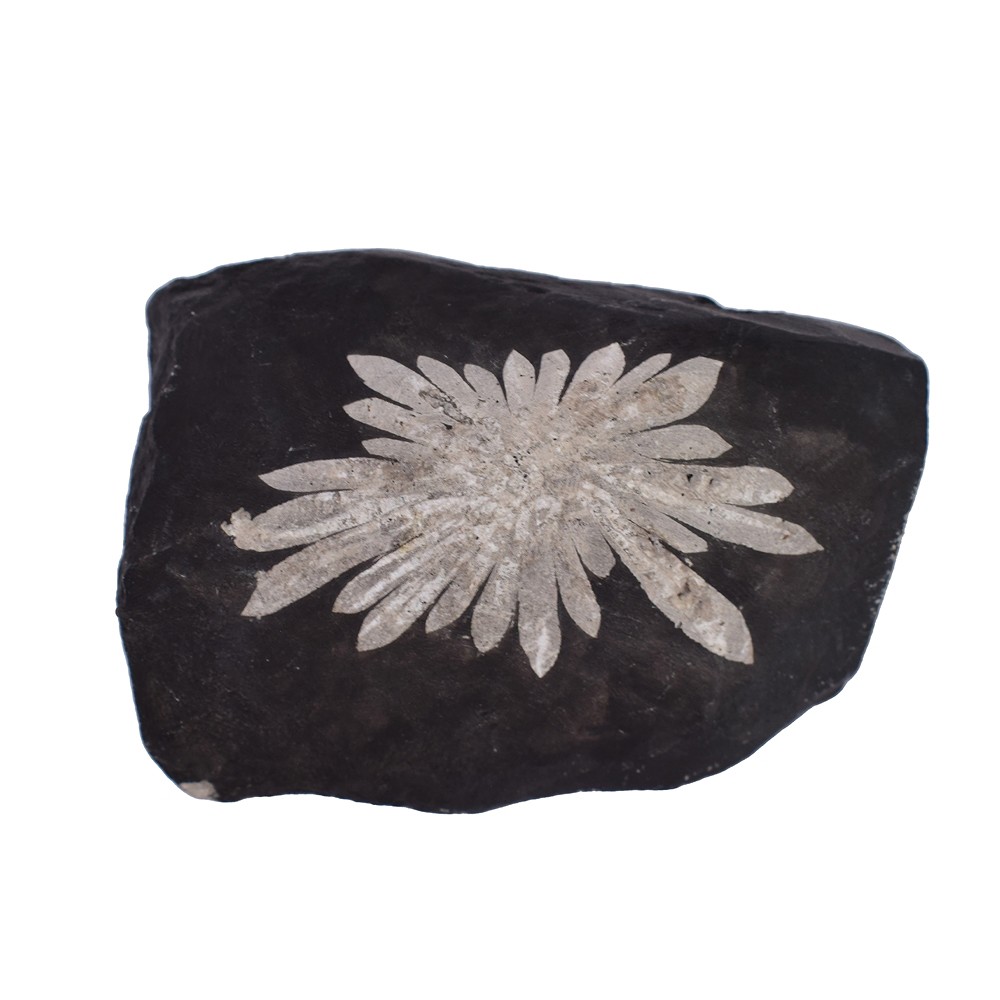 Pietra del crisantemo tagliata, 7,0 cm | grossista gemme e pietre curative