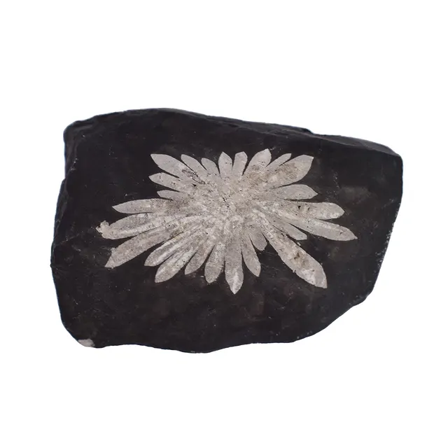 Anschliff Chrysanthemenstein, 7,0cm | Schreier Edelsteine, Heilsteine & Schmuck