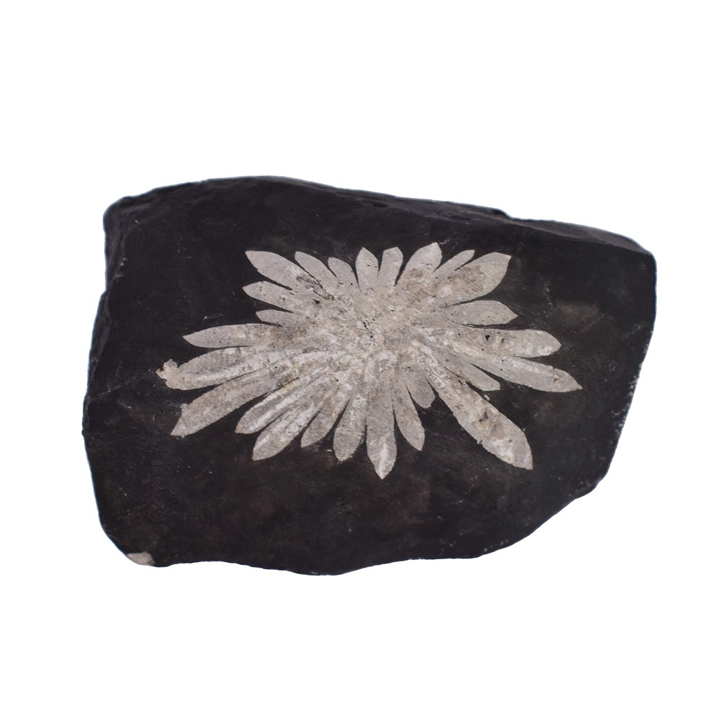 Piedra crisantemo cortada, 10cm | piedras preciosas, piedras curativas y joyería