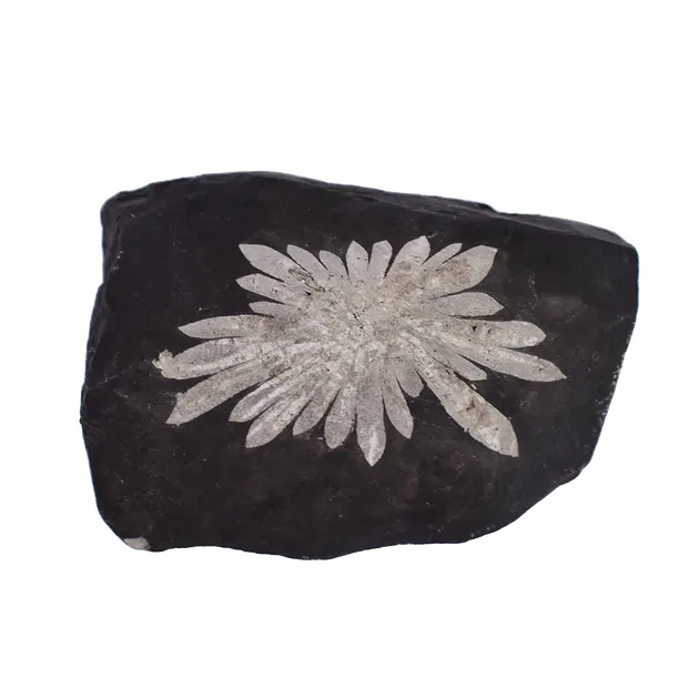 One side polished piece Chrysanthenum Sstone, 10cm | Marco Schreier