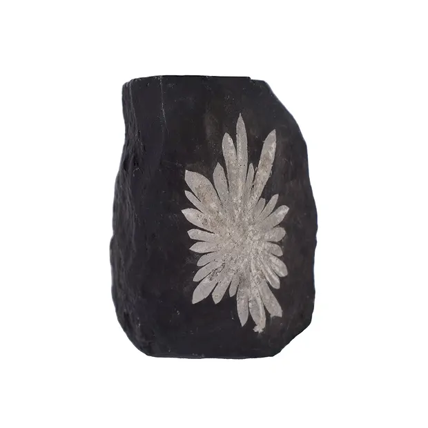 Pièces polies d'un côté Pierre chrysanthème, 10cm | Marco Schreier