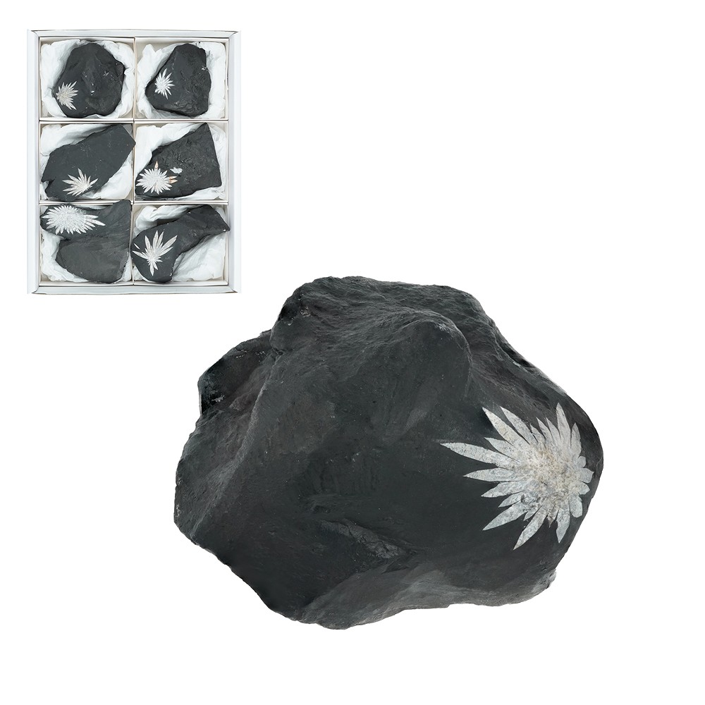 One side polished piece Chrysanthenum Sstone, 7,0 - 9,0cm (6 pcs/PU) | Marco Schreier