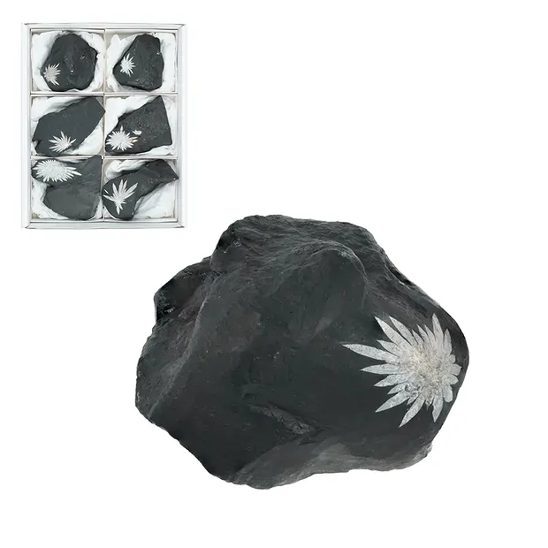 One side polished piece Chrysanthenum Sstone, 7,0 - 9,0cm (6 pcs/PU) | Marco Schreier