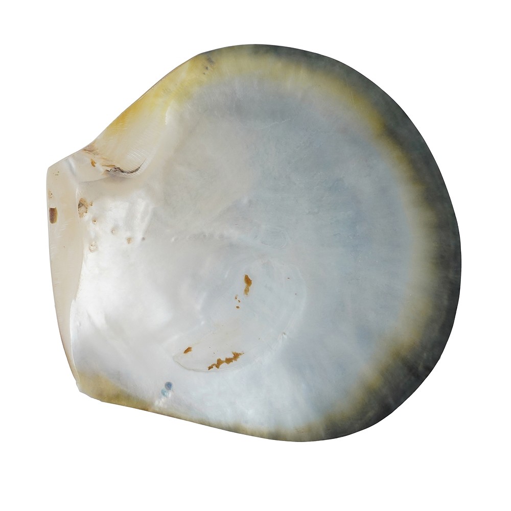 Muschelschale Perlmutt (dunkel), 11cm | Edelsteine, Heilsteine & Schmuck-Handel