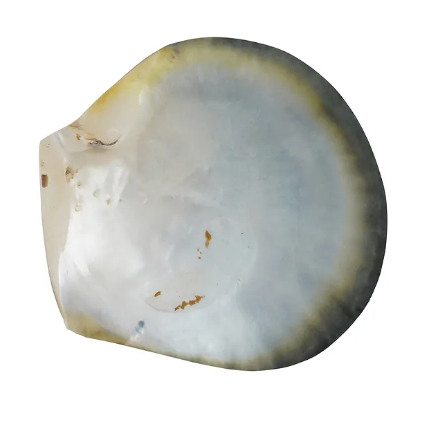 Muschelschale Perlmutt (dunkel), 11cm | Edelsteine, Heilsteine & Schmuck-Handel