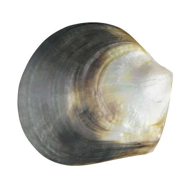 Mussel shell Mother of Pearl (dark), 11cm | wholesaler gems & healing stones