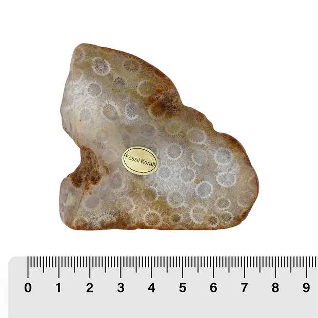 One side polished piece Petrified Coral, 05 - 08cm (12 pcs./ PU) | Marco Schreier