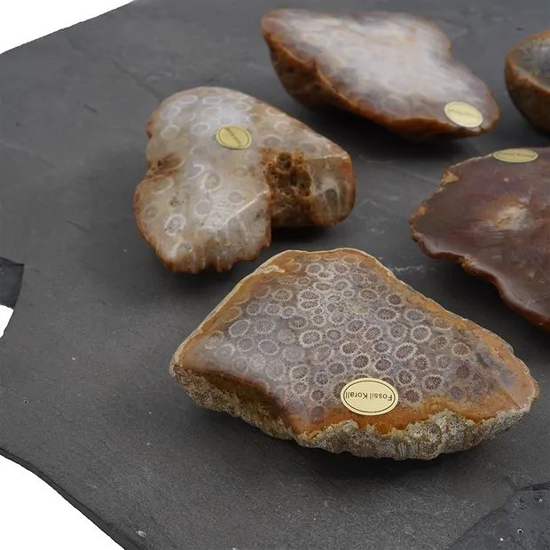 One side polished piece Petrified Coral, 05 - 08cm (12 pcs./ PU) | Marco Schreier