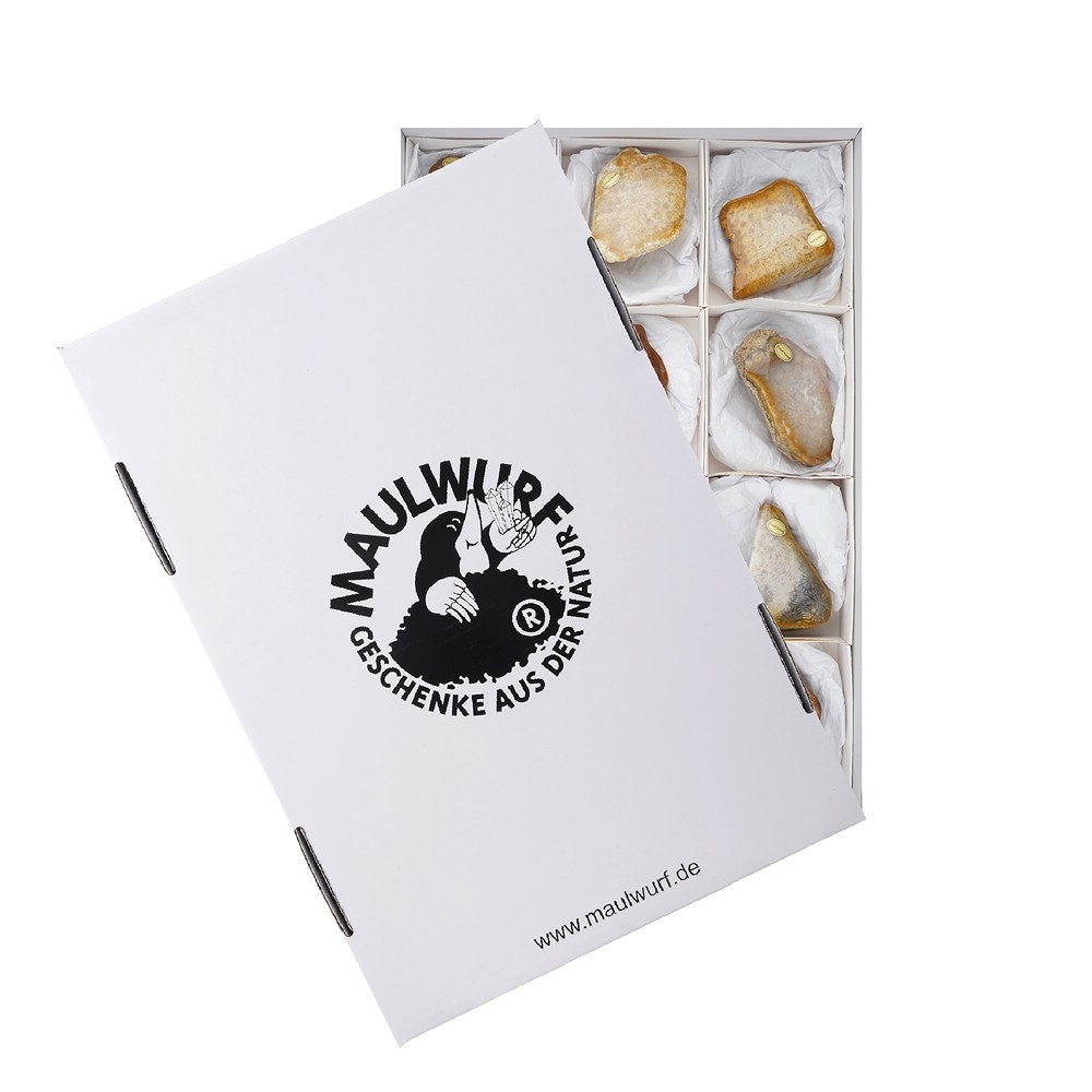 One side polished piece Petrified Coral, 05 - 08cm (12 pcs./ PU) | Marco Schreier