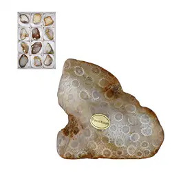 0524500112 One side polished piece Petrified Coral, 05 - 08cm (12 pcs./ PU) | Marco Schreier