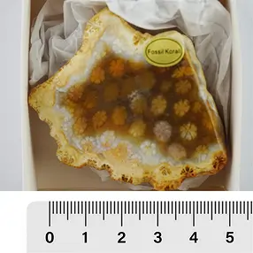 Recorte de Coral petrificado, 05 - 07cm (24 unid./VE) | Marco Schreier