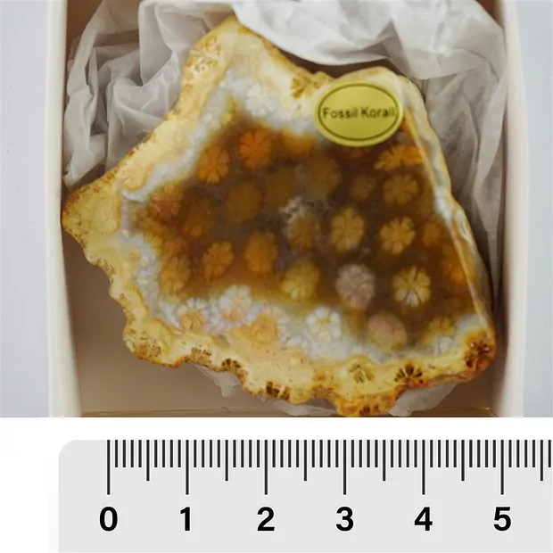 Anschliffe versteinerte Koralle, 05 - 07cm (24 St./VE) | Marco Schreier
