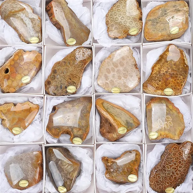 One side polished piece Petrified Coral, 05 - 07cm (24 pcs./ PU) | Marco Schreier