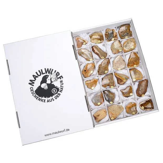 Anschliffe versteinerte Koralle, 05 - 07cm (24 St./VE) | Marco Schreier