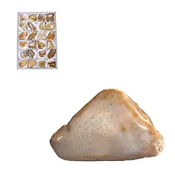 0524500124 One side polished piece Petrified Coral, 05 - 07cm (24 pcs./ PU) | Marco Schreier