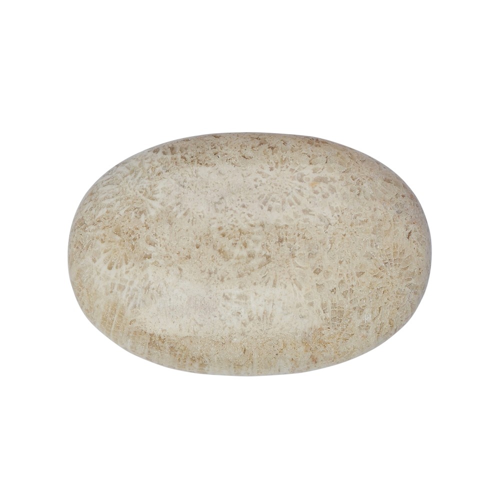 Linsenstein versteinerte Koralle | Großhändler Edelsteine, Heilsteine & Schmuck