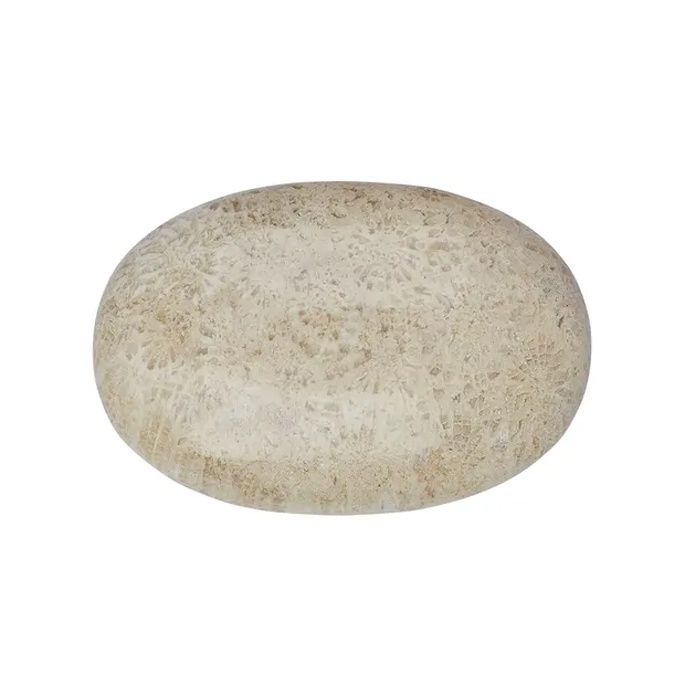 Small Palmstone Petrified Coral | wholesaler gems, healing stones & jewelry