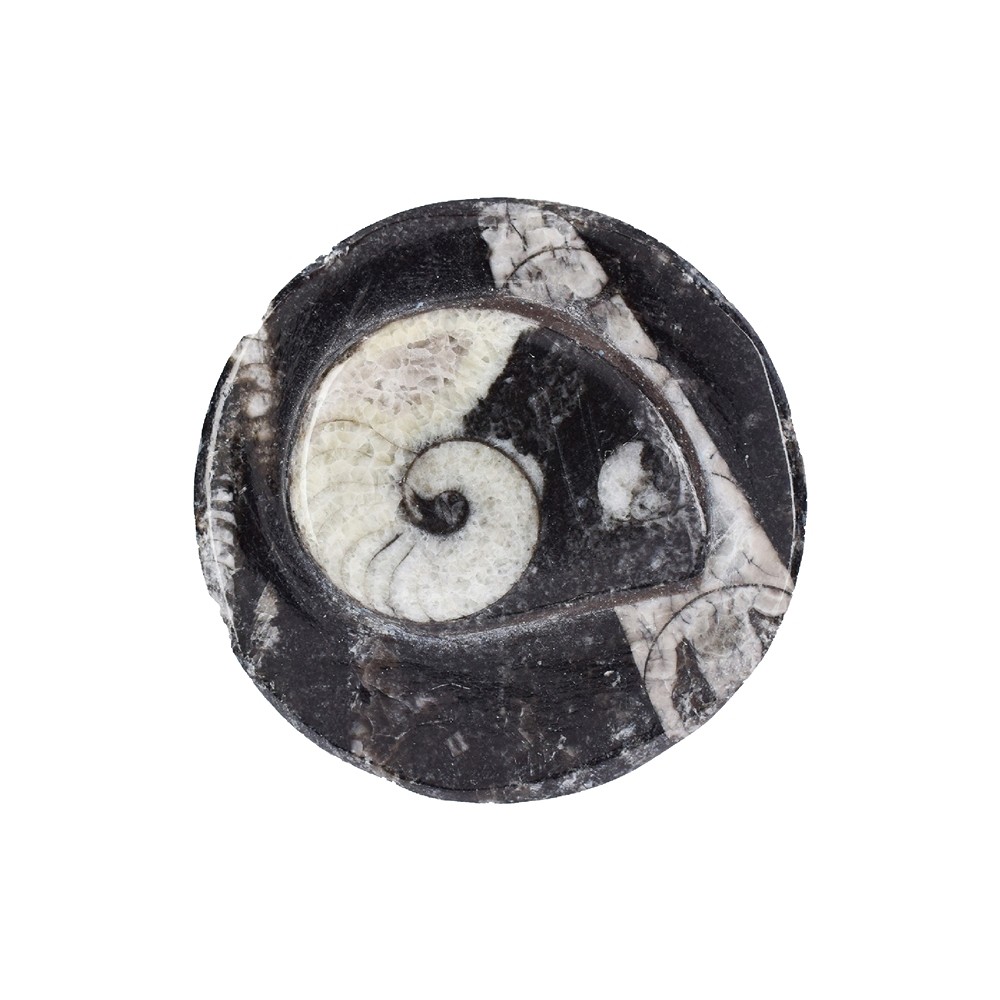 Dose Orthoceras, 3,8cm (klein) | Großhändler Edelsteine, Heilsteine & Schmuck