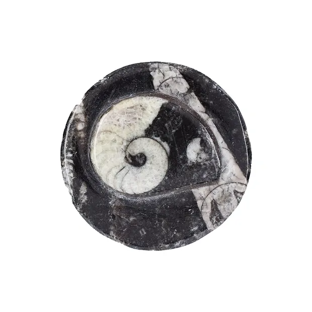 Dose Orthoceras, 3,8cm (klein) | Großhändler Edelsteine, Heilsteine & Schmuck