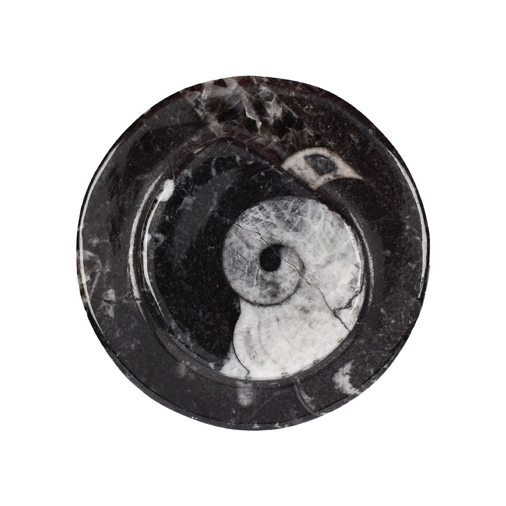 Dose Orthoceras, 5,8cm (groß) | Großhändler Edelsteine, Heilsteine & Schmuck